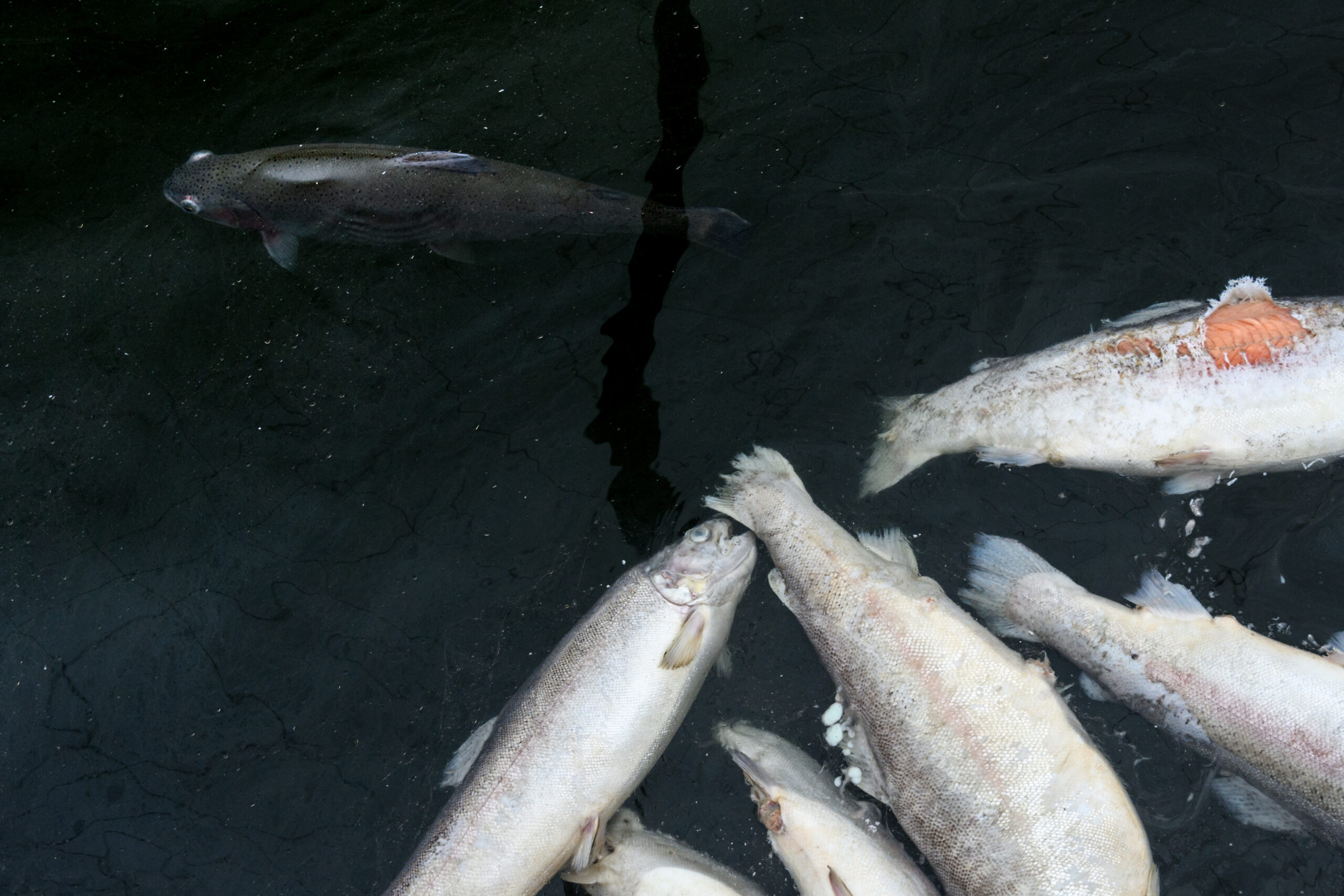 The Research - Aquaculture Accountability Project