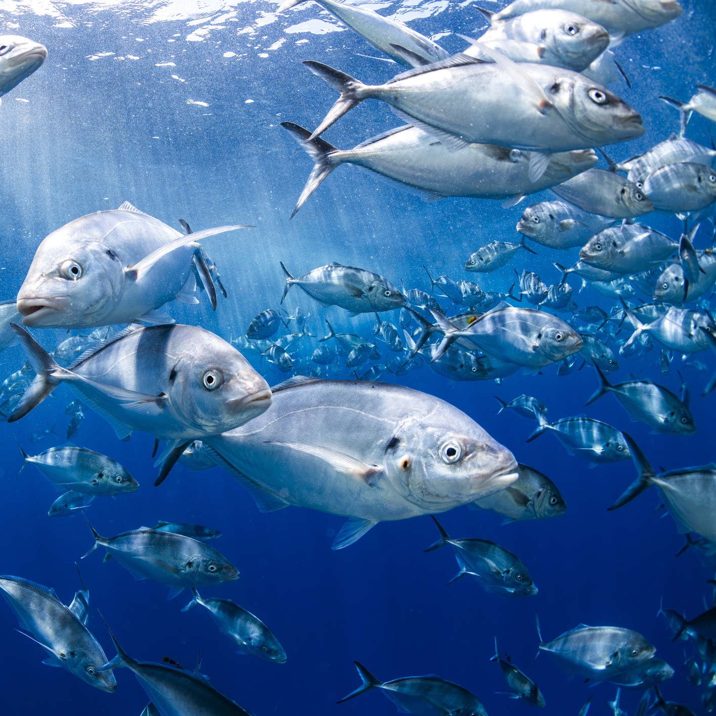 School of silver trevally fish swimming in clear blue ocean water near the surface, Port Lincoln, South Australia, Australia.